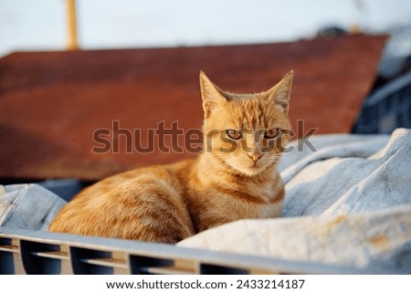 Portrait of shorthair stripped cat
