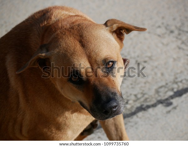 Portrait Shorthaired Brown Dog Sitting On Stock Photo Edit Now