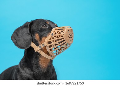 dachshund muzzle