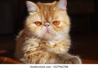 Short Haired Exotic Cat Images Stock Photos Vectors Shutterstock