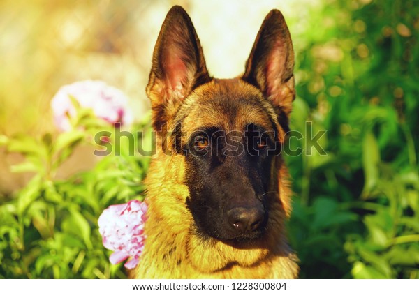 Portrait Shorthaired German Shepherd Dog Posing Stock Photo Edit