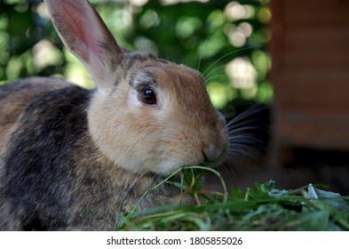 portrait shot of a brown rabbit against a green background, the rabbit is eating fresh grass