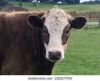 Portrait Shot Of A Brown And White Beef Cow.  Set In Pasturefield Of Grass.  Cattle Is Looking Directly To The Camera.