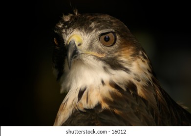 Portrait shot of a buzzard bird of prey.