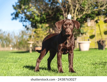 A portrait shot of Coco, our 17-week old Chocolate Labrador Retriever, taking advantage of the unusually warm winter sun, getting some time in her English garden while it's dry.  - Powered by Shutterstock