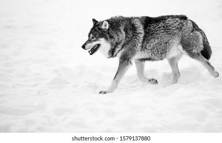 45 Black Timber Wolf Photography Images, Stock Photos & Vectors ...