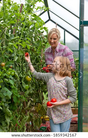 Similar – Image, Stock Photo Picking ripe tomatoes by hand in basket.