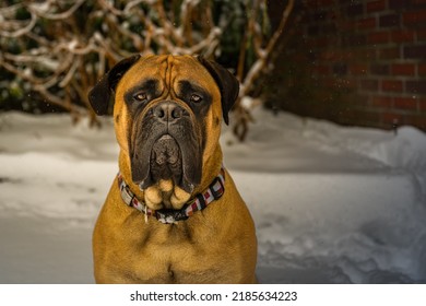 PORTRAIT SHOT OF A LARGE BULLMASTIFF WITH NICE BRIGHT EYES STARING STRAIGHT INTO THE CAMERA WITH A BLURRY SNOW AND BRICK WALL BACKGROUND WEARING A MULTI COLORED COLLAR ON MERCER ISLAND WASHINGTON