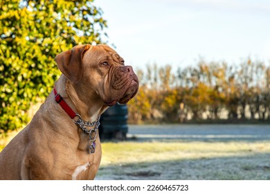 A portrait shot of Mabel, a three-year old Dogue de Bordeaux (French Mastiff), as she sits outside on a bright and frosty morning in the garden.