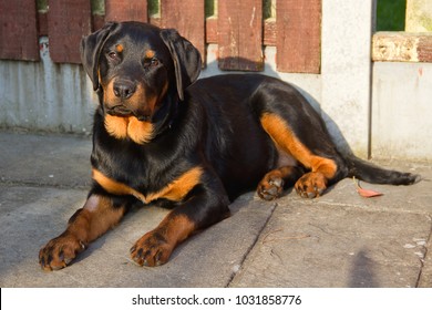 A Portrait Shot Of Megan, A Young Rottweiler, Just A Year Old.