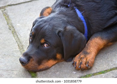 A Portrait Shot Of Megan, A Young Rottweiler, Just A Year Old.