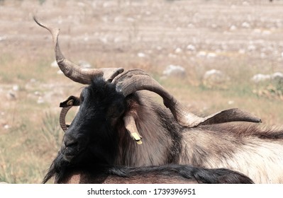 Portrait Shot Of Shy Herd Leader Goat With Humongous Horns