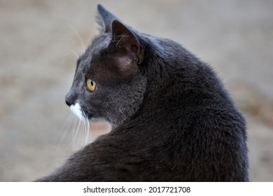Portrait shot of a stray grey cat, with squinting eyes. The cat is sitting on grass. High quality photo