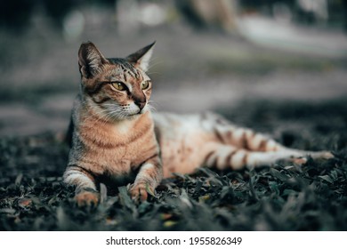 Portrait Shot Of A Tabby Cat, Which Has A Part Of Its Right Ear Missing, Sitting On Grass In A Park. The Cat Is Looking At Something To The Right-side Of The Camera. Edited For Dramatic Colors.