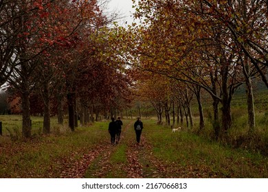 Portrait shot of a three woman walking in the forest, autumn leaves hanging in the trees and lying on the floor. Green grass hiding among the leaves on a cloudy day. 