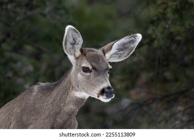 Portrait shot of young Mule Deer (Odocileus hemionus) looking at camera. Grand Canyon National Park. Forest in background.
 - Shutterstock ID 2255113809