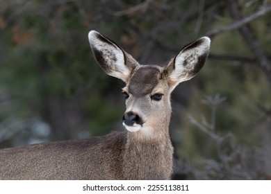 Portrait shot of young Mule Deer (Odocileus hemionus) looking at camera. Grand Canyon National Park. Forest in background.
 - Shutterstock ID 2255113811
