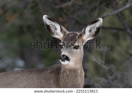 Portrait shot of young Mule Deer (Odocileus hemionus) looking at camera. Grand Canyon National Park. Forest in background.
