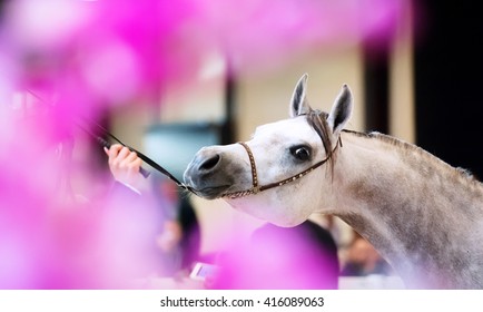 Portrait Of Show Grey Arabian Horse. Indoor