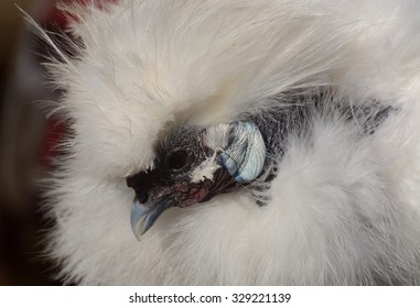 Portrait Of Showgirl Rooster (Mixed Breed Of Silkie And Naked Neck Chicken)