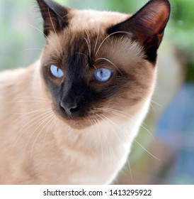 Portrait Of A Siamese Cat With Bright Blue Sapphire Eyes On A Blue-green Background.