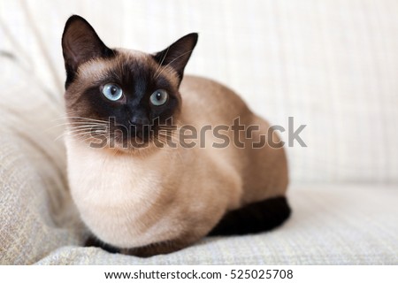 Portrait of a Siamese cat on a sofa at home.