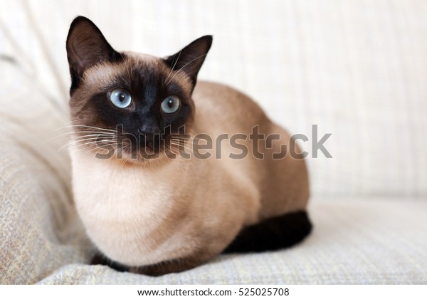 Portrait Siamese Cat On Sofa Home Stock Photo (Edit Now) 525025708