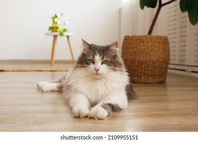 Portrait of a siberian cat with green eyes lying on the floor at home. Fluffy purebred straight-eared long hair kitty. Copy space, close up, background. Adorable domestic pet concept. - Shutterstock ID 2109955151