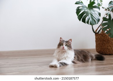 Portrait of a siberian cat with green eyes lying on the floor at home. Fluffy purebred straight-eared long hair kitty. Copy space, close up, background. Adorable domestic pet concept. - Powered by Shutterstock