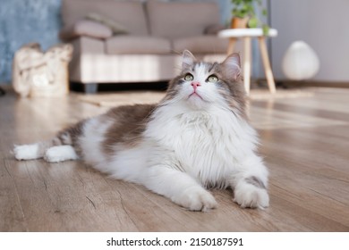 Portrait Siberian Cat Green Eyes Lying Stock Photo 2150187591 ...