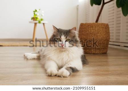 Portrait of a siberian cat with green eyes lying on the floor at home. Fluffy purebred straight-eared long hair kitty. Copy space, close up, background. Adorable domestic pet concept.