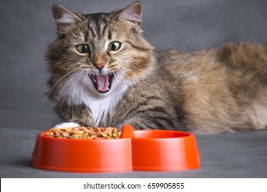 Portrait Of A Siberian Cat Opened His Mouth In Surprise And  Looking On A Bowl Full Of Dry Food On A Gray Background