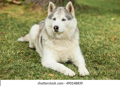 Portrait of Siberian Husky, fotografie de stoc