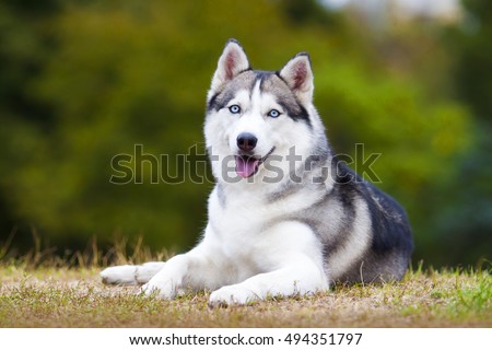 portrait of siberian husky