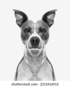 Portrait Of Siberian Husky Dog With Funny Eyebrows Gazing On Isolated White Background, Front View