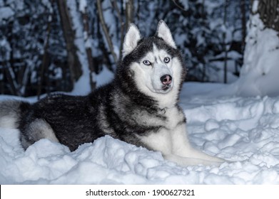 Husky Dog Snow の画像 写真素材 ベクター画像 Shutterstock