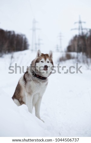 Portrait of siberian husky dog sitting on the snow in winter forest on the slope and observing mountais. Husky topdog looks like a wolf