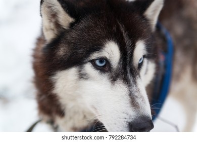 Portrait Siberian husky dog in a snow background