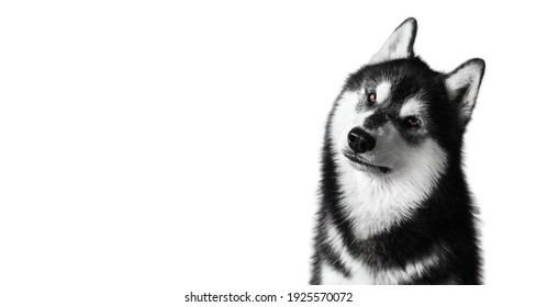 47,333 Isolated Husky Images, Stock Photos & Vectors | Shutterstock