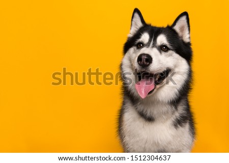 Portrait of a siberian husky looking at the camera with mouth open on a yellow background