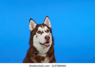 5,369 Husky emotes Images, Stock Photos & Vectors | Shutterstock