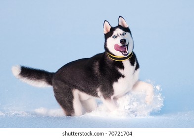 Portrait Of Siberian Husky On Snow