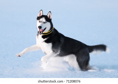 Portrait Of Siberian Husky On Snow