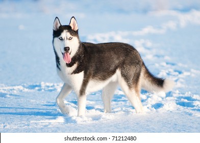 Portrait Of Siberian Husky On Snow