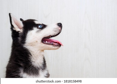 Portrait of siberian husky puppy with open mouth. Dog looks on right. - Powered by Shutterstock