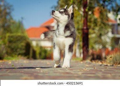 how do you walk a husky puppy