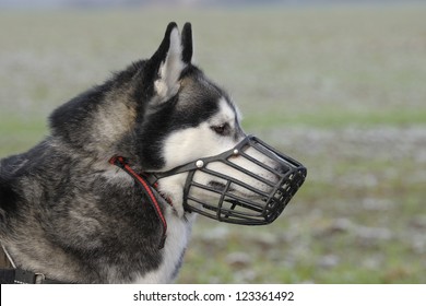 Portrait of a Siberian husky wearing a muzzle - Shutterstock ID 123361492