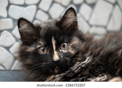 Portrait of a Siberian Kitten at home
