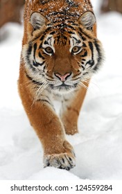 Portrait Of A Siberian Tiger