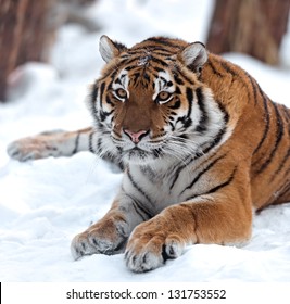 Portrait Of A Siberian Tiger